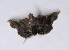 Scenedra decoratalis