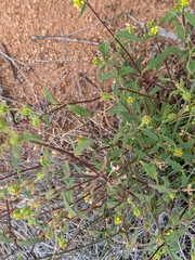 Sigesbeckia australiensis