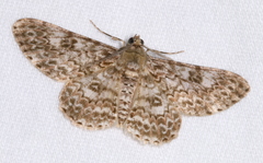 Cleora sabulata