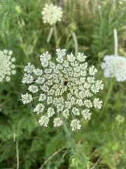 Daucus carota