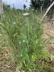 Daucus carota