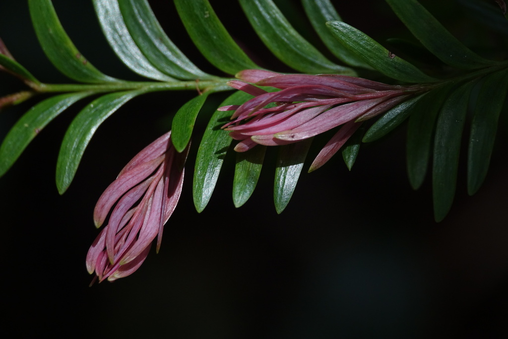 Falcatifolium taxoides