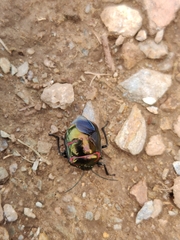 Poecilocoris interruptus