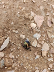 Poecilocoris interruptus
