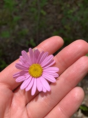 Tanacetum coccineum