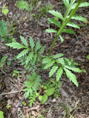 Tanacetum coccineum