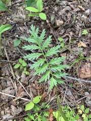 Tanacetum coccineum