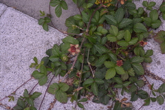 Potentilla hebiichigo