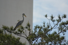 Ardea cinerea