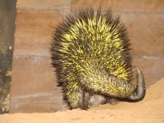 Coendou bicolor