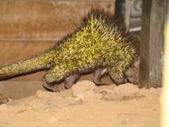 Coendou bicolor