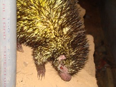 Coendou bicolor