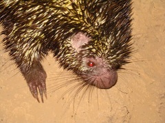 Coendou bicolor