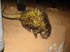 Coendou bicolor