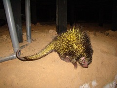 Coendou bicolor