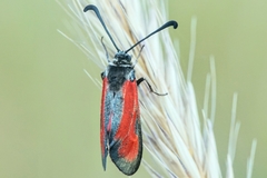 Zygaena punctum