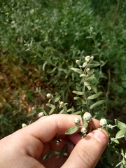 Artemisia ludoviciana