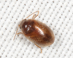 Contacyphon variabilis