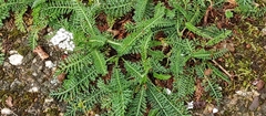 Achillea millefolium