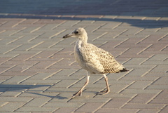 Larus michahellis