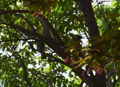 Hypsipetes amaurotis