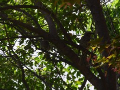 Hypsipetes amaurotis