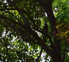 Hypsipetes amaurotis