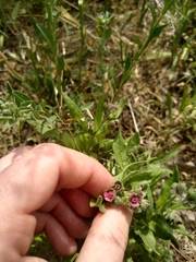 Cynoglossum officinale