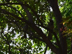 Hypsipetes amaurotis