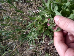 Cynoglossum officinale