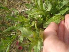 Cynoglossum officinale