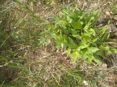 Cynoglossum officinale
