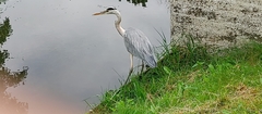 Ardea cinerea