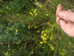 Sisymbrium altissimum