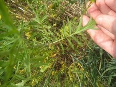 Sisymbrium altissimum