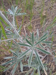 Lupinus