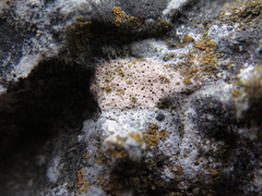 Bagliettoa calciseda