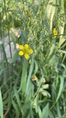 Geum urbanum