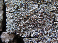 Lecanora argentata