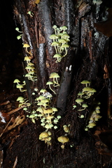 Mycena flavovirens