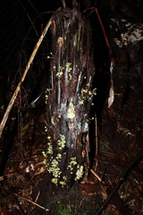 Mycena flavovirens