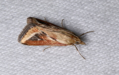 Achyra massalis