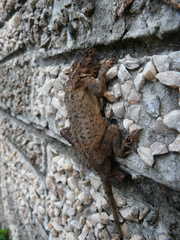 Agama armata