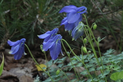 Aquilegia saximontana