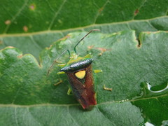 Sastragala scutellata