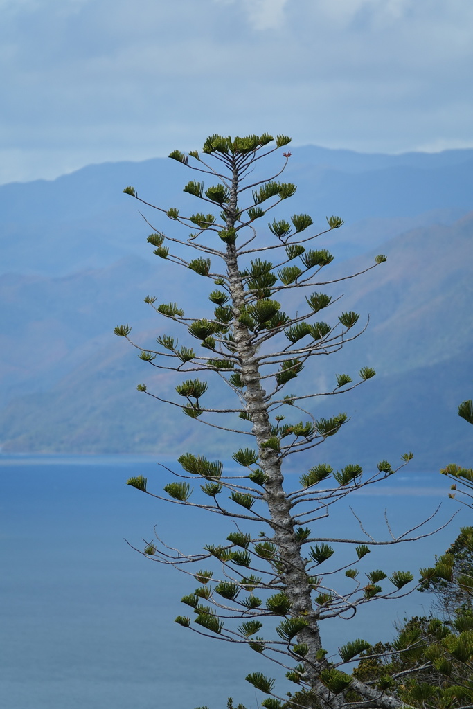 rock araucaria