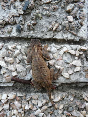 Agama armata