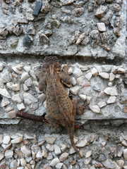 Agama armata