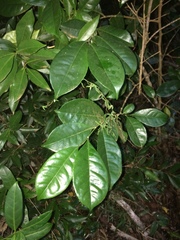 Suregada zanzibariensis