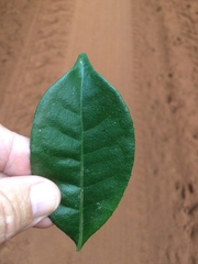 Suregada zanzibariensis
